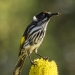 Streaky black, white and yellow honeyeater with long beak perched on top of a bright yellow banksia flower in evening light