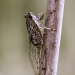 Side profile of brown speckled cicada, the brwon bunyip cicada, on a branch.