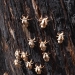 12 discarded cicada exoskeletons on the end of tree branch.