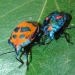 A bright orange bug with peacock blue marks or spots and a peacock blue bug with orange marks or spots, Cotton harlequin bugs, on green leaf.