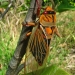 Orange and black marked cicada on tree branch with part of a green leaf underneath.