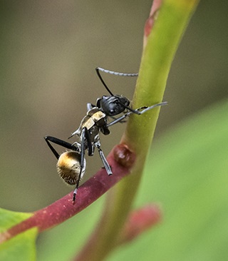Black ant with green abdomen and thorax on green and red plant.