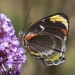 Side profile of predominantly black butterfly with red, yellow and white markings on the outer wing sitting on a purple flower.