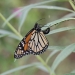 Monarch butterfly which has black, orange and white markings is laying eggs on the underside of a plant.