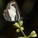 Side profile of the green-banded butterfly that is predominantly white with dark brown and blue markings on green unopened blossoms.