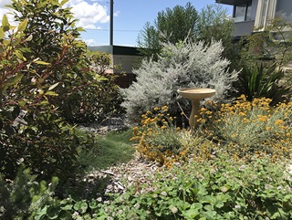 Birdbath surrounded by a garden of groundcover with yellow flowers, shrubs and trees.