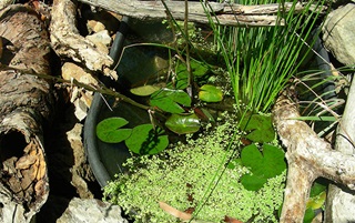 An old wheelbarrow nestled between large dead tree branches and rocks has been turned into a frog pond with native plants and water lillies growing on the water surface.