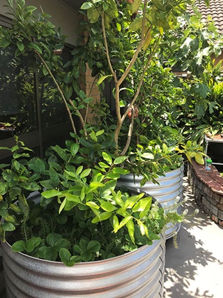 Two raised corrugated metal pots with citrus plants on concrete.