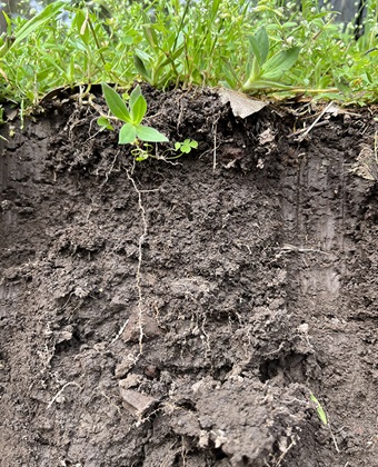 A section through top soil with leafy greens growing on the surface