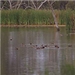 Gwydir wetlands system video thumbnail