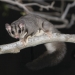A squirrel glider (Petaurus norfolcensis) on a branch