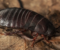 Close up of a Lord Howe Island wood-feeding cockroach discovered at North Bay on Lord Howe Island, where the species was presumed to be extinct for more than 80 years