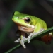 Eastern dwarf tree frog (Litoria fallax)