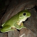 Side view of a green tree frog (Litoria caerulea) on a branch