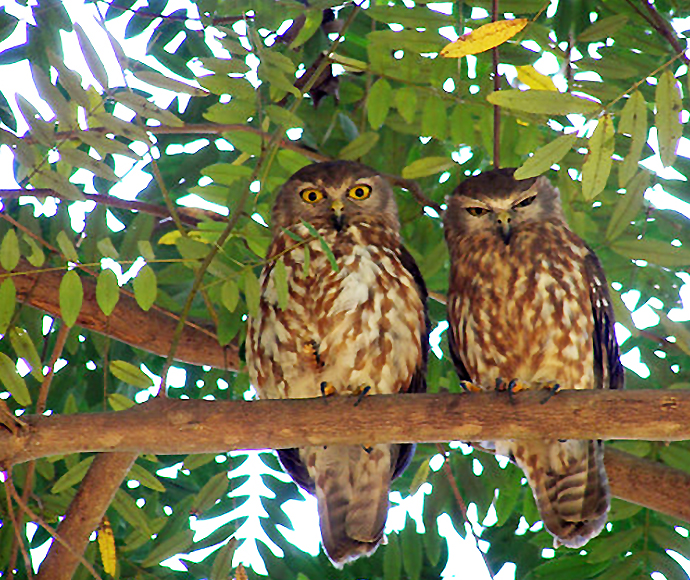 Pair of barking owls (Ninox connivens)