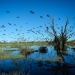 Fledged ibis (Threskiornis moluccus) on the wing, Gingham Wetlands