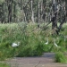 Great egrets (Ardea alba) in Yanga Wetlands