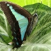 Blue triangle butterfly or common bluebottle (Graphium sarpedon)