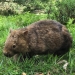 Common wombat (Vombatus ursinus)