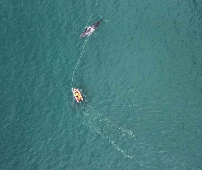 Aerial photograph of a calm blue-green ocean showing a small inflatable boat with a buoyed rope leading from the boat to a small humpback whale and encircling them