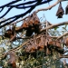 Little red flying-fox colony (Pteropus scapulatus)