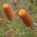 Hairpin banksia (Banksia spinulosa)