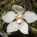 Orange blossom orchid (Sarcochilus falcatus)