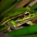 Green and golden bell frog (Litoria aurea)
