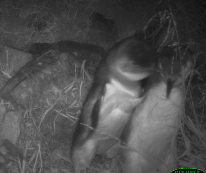 Black-and-white night vision of 2 little penguins in an intimate proximity with an affectionate aspect