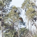 Grey-headed flying-fox (Pteropus poliocephalus) camp, Parramatta Park