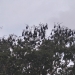 Grey-headed flying-foxes (Pteropus poliocephalus) roosting in Lachlan Swamp, Centennial Park