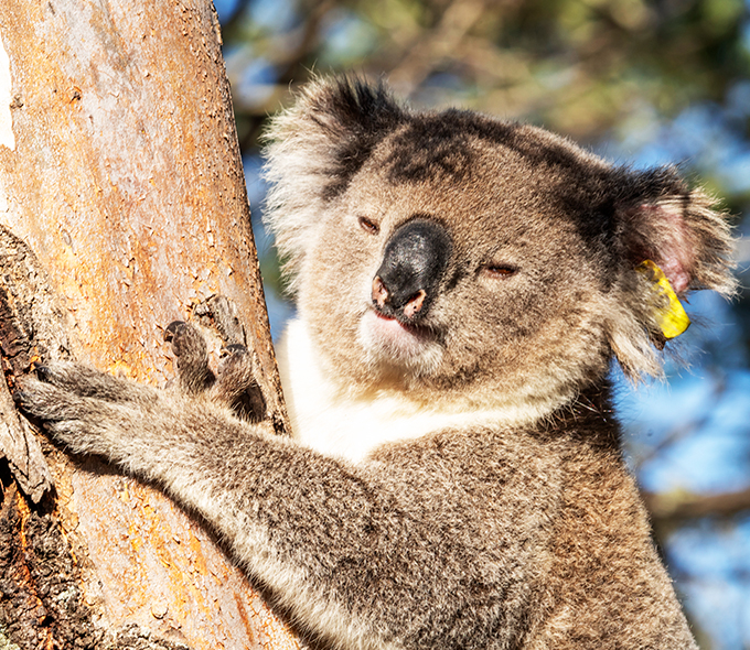 Koala with yellow ear tag squinting from tree