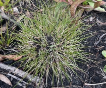 A clump of green Budawangs wallaby grass (Plinthanthesis rodwayi) on dark soil on Mount Currockbilly