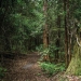 Barrington Tops walking trail, Barrington Tops National Park