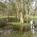 Wetland, Centennial Park Sydney, benefited from an Restoration and Rehabilitation Grant – Heritage Stream - in 2014