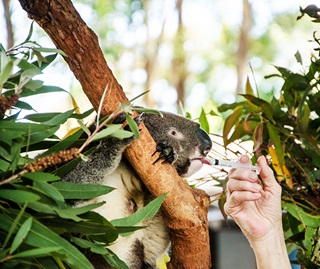 Koalas (Phascolarctos cinereus) in the Koala Hospital in Macquarie Nature Reserve, Port Macquarie