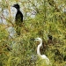 A black bird and a white bird in a tree