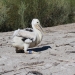 Pelican chick banded with blue leg band in the Gayini Wetlands in February 2022.  