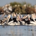 Adult pelicans foraging adjacent to the Gayini pelican colony.