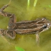 Common eastern froglet (Crinia signifera)