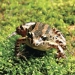 Striped marsh frog (Limnodynastes peroni)