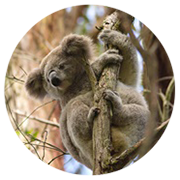 Koala (Phascolarctos cinereus) south of Campbelltown
