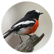 Scarlet robin (Eudyptula minor) south of Penrith