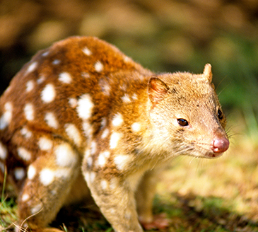 Spotted-tailed Quoll