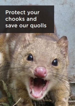 Protect your chooks and save our quolls publication cover