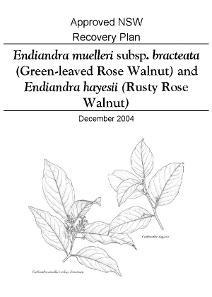 Approved NSW Recovery Plan Endiandra muelleri subsp. bracteata (Green-leaved Rose Walnut) and Endiandra hayesii (Rusty Rose Walnut) cover.