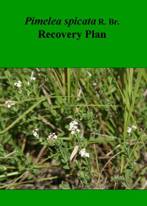 Pimelea spicata R. Br. Recovery Plan cover.