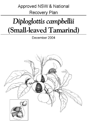 Approved NSW & National Recovery Plan Diploglottis campbellii (Small-leaved Tamarind) cover.