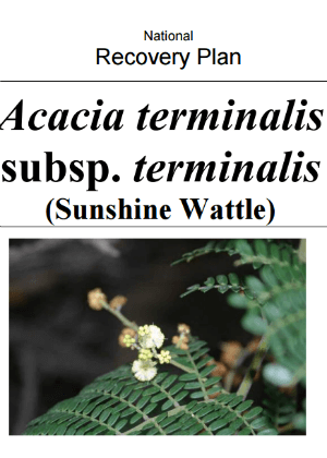 Sunshine wattle (Acacaia terminalis subsp. terminalis) recovery plan cover.