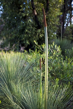 striking grass tree with two long thin flower spikes and straight needle leaves